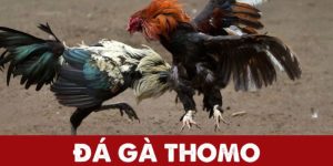 đá gà thomo mới nhất