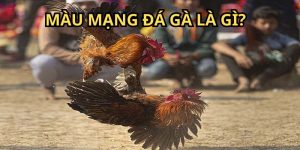 Xem màu mạng gà đá rất quan trọng trong soi kèo chiến kê